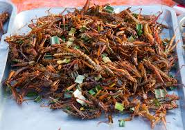 insects