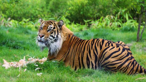 London Zoo's Tiger Territory opened last year